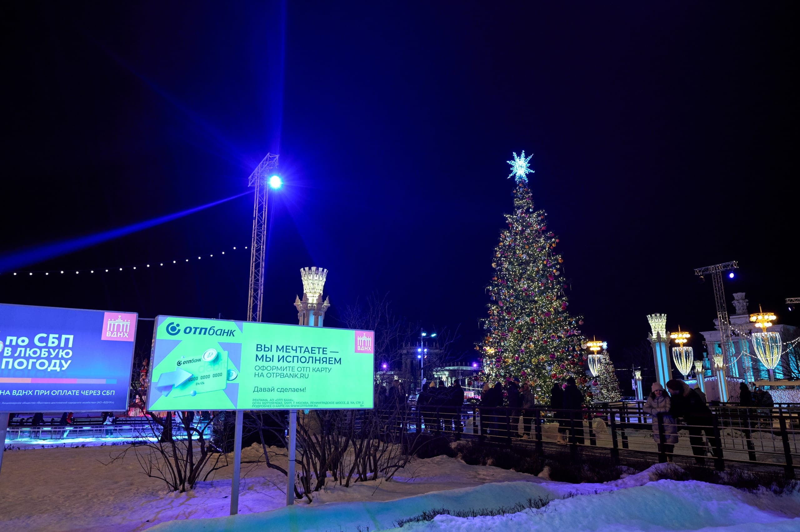 Уникальные декоративные ели на территории ВДНХ